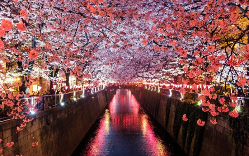 Cherry blossoms over a canal at night